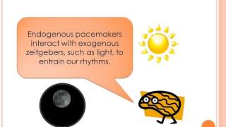 Biopsychology Biological Rhythms  Endogenous pacemakers [upl. by Sillek]