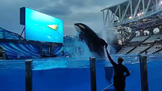 SeaWorld Orlando 11152022 FULL ORCA ENCOUNTER [upl. by Ellasal478]