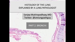 Histology of the lung explained by a lung pathologist Part 2 bronchi [upl. by Dekeles]