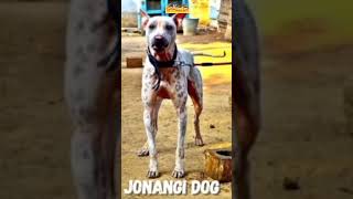 Jonangi വളർത്തണോ 🔥best indian dog [upl. by Ahsenhoj]