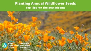 Planting Native Wildflower Seeds  Top Tips For The Best Blooms [upl. by Nalloh378]