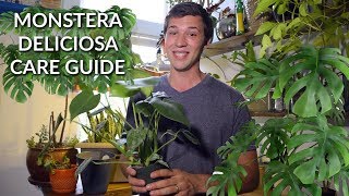 Monstera Deliciosa Care Guide 🌿 EVERYTHING YOU NEED TO KNOW [upl. by Dibri]