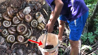 Two insects Giant Millipede and Many Red Millipedes a lot of amazing [upl. by Uhayile726]