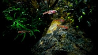 Boraras maculatus Dwarf rasbora HD [upl. by Isleana]