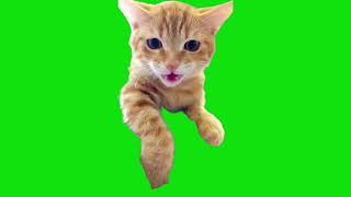 Cat With Very Long Meooow Meme Green Screen Template [upl. by Files]