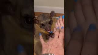 Raw footage from a truly terrifying experience 💥 animals kinkajou honeybear bearattack bear [upl. by Ailito913]