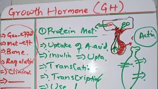 Endocrinology  Growth Hormone And Its Metabolic effects Part 1 [upl. by Leahcimnaj348]