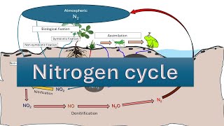 Nitrogen Cycle  Nitrogen fixation  NITRIFICATION  AMMONIFICATION DENITRIFICATION  ASSIMILATION [upl. by Nifares]