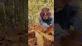 A mink in leaves autumn fall nature quads quadrobics therian therianthropy kitfox [upl. by Jeminah]