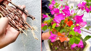 Bougainvillea tree brilliant flower propagated by branches in sand [upl. by Helenka]