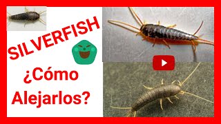 🛑 5 REMEDIOS CASEROS para ahuyentar SILVERFISH ¡Pececillos de Plata [upl. by Einnov]