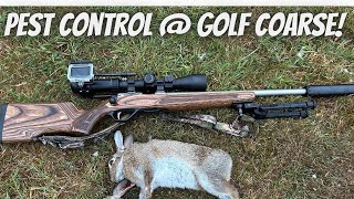 Pest Control At The Golf Coarse  Grey Squirrels amp Rabbits with Pulsar C50 scope [upl. by Naul]