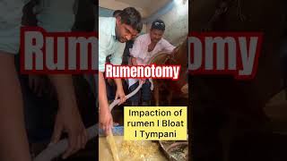 Impaction of rumen l Bloat l Tympani l Rumenotomy l dr umar khan [upl. by Kalin501]