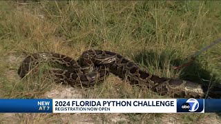 Registration begins for 2024 Florida Python Challenge in the Everglades [upl. by Vernor750]