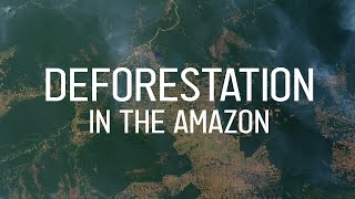 Deforestation in the Amazon quickly explained [upl. by Bachman325]