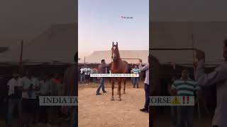 Stallion karamdev sire by drona at pushkar fair [upl. by Anitel]