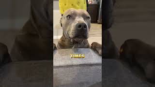 4 MORE LIES told about Pitbull Puppies 🐶 Wholesome Animals shorts pitbulls [upl. by Currie498]