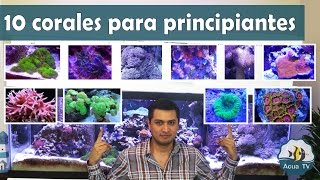 10 corales para principiantes  AcuaTV [upl. by Afton601]