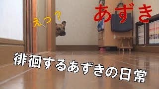 【超ビビリの元保護犬あずき】あずきの日常 徘徊で自由自在。室内フリー dog 徘徊 保護犬 [upl. by Ycnalc928]