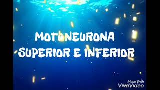 Motoneurona superior e inferior [upl. by Brucie]