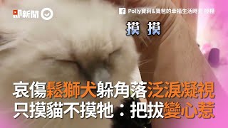 哀傷鬆獅犬躲角落泛淚凝視 只摸貓不摸牠：把拔變心惹 [upl. by Sauls]