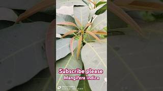 Mangifera indica mango mangoplantation mangoplants trending sciencefacts facts biology bsc [upl. by Buttaro]