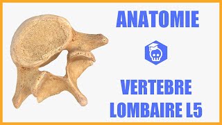 ANATOMIE  Cinquième vertèbre lombaire L5 sacralisation et spondylolisthésis [upl. by Arianne]