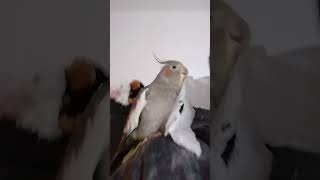 Random happiness attack eyelashes 😂 foryou cockatielfunny cockatielcraze birds cutebirds boost [upl. by Tolmach]