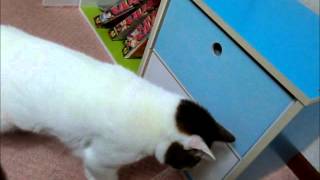 引き出しを開ける猫VS閉める飼い主 Cat opened the drawer I closed the drawer [upl. by Prestige]