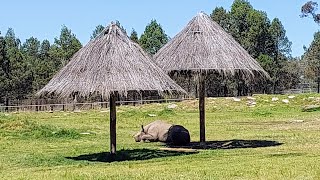 Taronga Western Plains Zoo [upl. by Behn198]