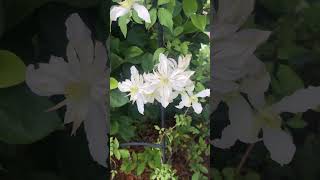 Watch clematis Jenny grow Can you sketch her [upl. by Tollmann]