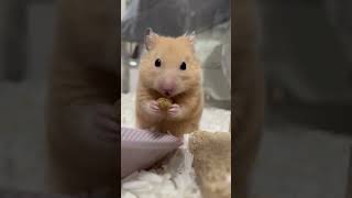 Why This Hamster Waits to Eat 🐹⏳ shorts adorable [upl. by Ained]