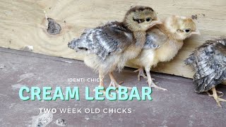 Crested Cream Legbar 2WeekOld Chicks [upl. by Enomis]