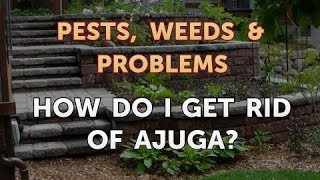 How do I Get Rid of Ajuga [upl. by Lamak359]