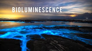 Incredible Bioluminescence in Australia [upl. by Reeta]