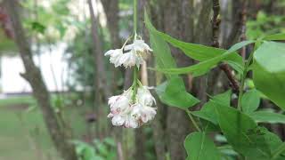 Staphylea pinnata klokoč zpeřený [upl. by Justicz]