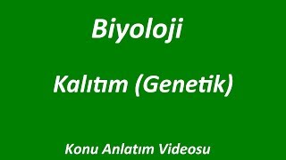 KALITIM  Genetik   KONU ANLATIMI  BİYOLOJİ  İZLE [upl. by Alleuqahs]