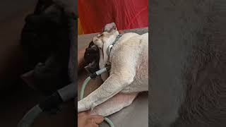 Laboured abdominal breathing in Pug Dog [upl. by Chandal169]