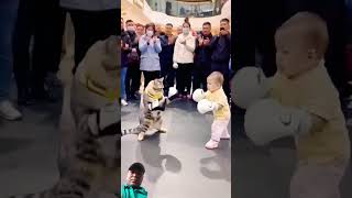 Baby vs pushy cat fight cat funny cute shorts viral comedy funnycute [upl. by Cyndia]