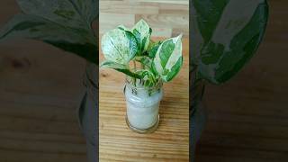 Unique way of growing Njoy Pothos and beautiful decoration ideas plantdecoration njoypothos grow [upl. by Obie]