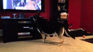 Dog barking at tv over and over again [upl. by Murielle]