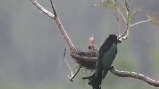 How birds protect their nests in rainy season [upl. by Adniroc687]