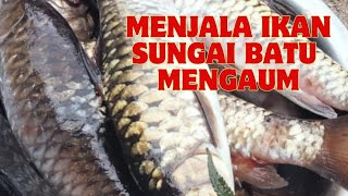 MRNJALA IKAN SUNGAI BATU MRNGAUM [upl. by Stacia406]