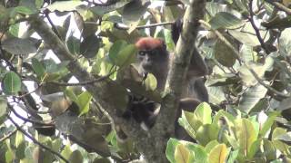 Ugandan Red Colobus Monkey [upl. by Lehcyar644]