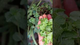 Pudinafresh Mint Harvesting from kitchen Garden shortsorganicgardening [upl. by Blythe]