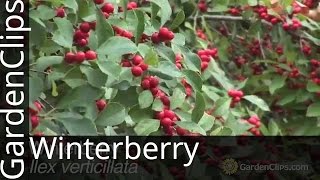 Winterberry  Ilex verticilata  Deciduous Holly [upl. by Trubow]