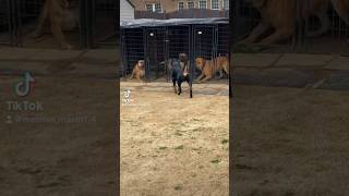 Male Rottweiler visits Massive Mastiffs  Boerboels and Presa Canario’s [upl. by Beichner]