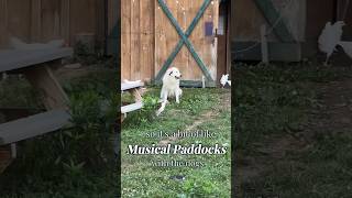 Musical paddocks with the dogs lgds dogtraining greatpyrenees backyardchickens [upl. by Hinkel]