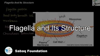 Flagella and Its Structure Biology Lecture  Sabaqpk [upl. by Casilda]