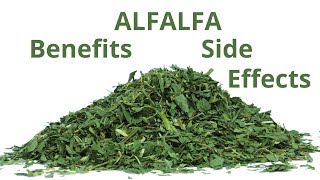 Alfalfa Benefits and Side Effects Vitamins Minerals Nutrients Antioxidants Warnings [upl. by Tindall191]